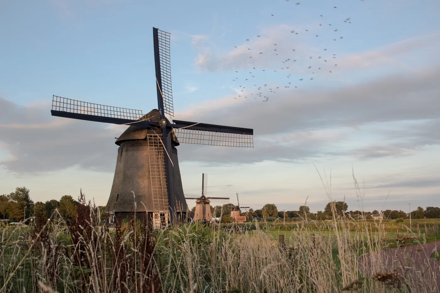 Molen in het weiland