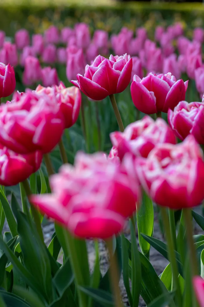 Roze tulpen in bloei