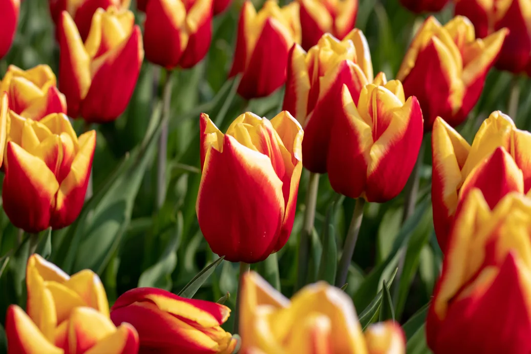 Rode en gele tulpen